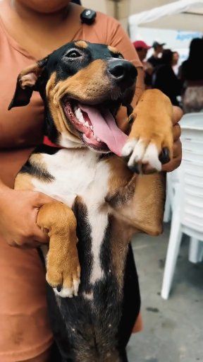 San Jacinto y AME Guayas brindan servicios veterinarios gratuitos para mascotas