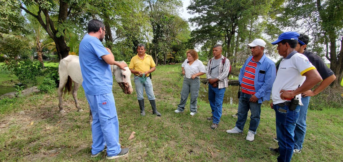Rescatan yegua herida en Yaguachi tras valoración médica